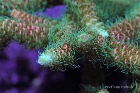 Aqua sd - We are constantly searching for new and exciting corals that will thrive in your reef and make your tank one of a kind! Aqua SD has been shipping corals country wide since 2007! All corals are shipped UPS overnight to get your corals to you as quickly as possible. We make sure to use the best packing materials available, so your corals arrive ...